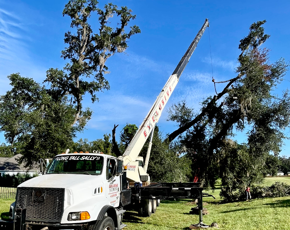 A crane lifting a fallen tree.