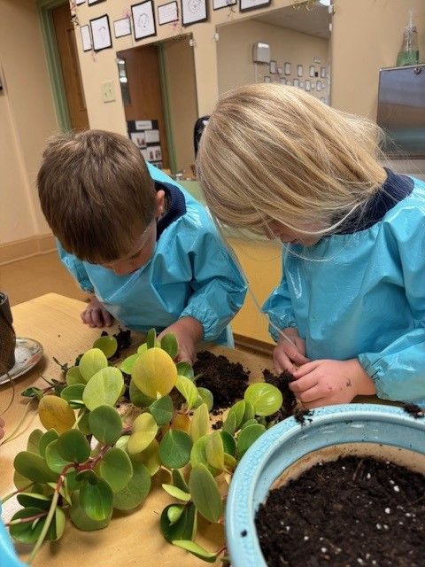 looking at plants in soil