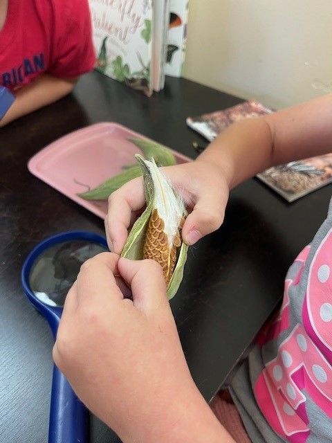 Examining mikweed
