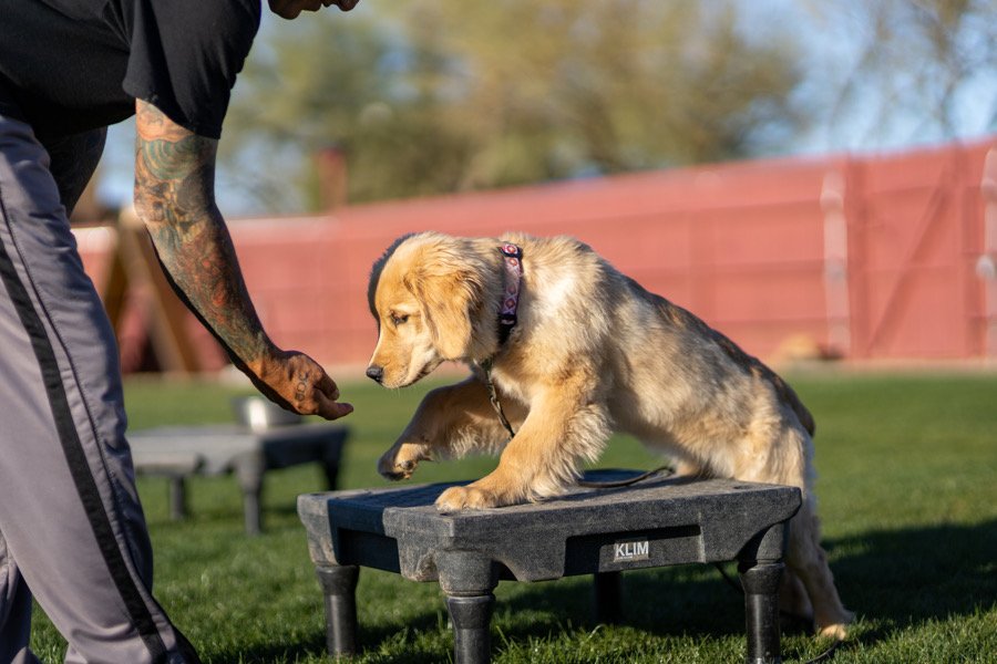 Levels K9 North Phoenix Dog Training Facility