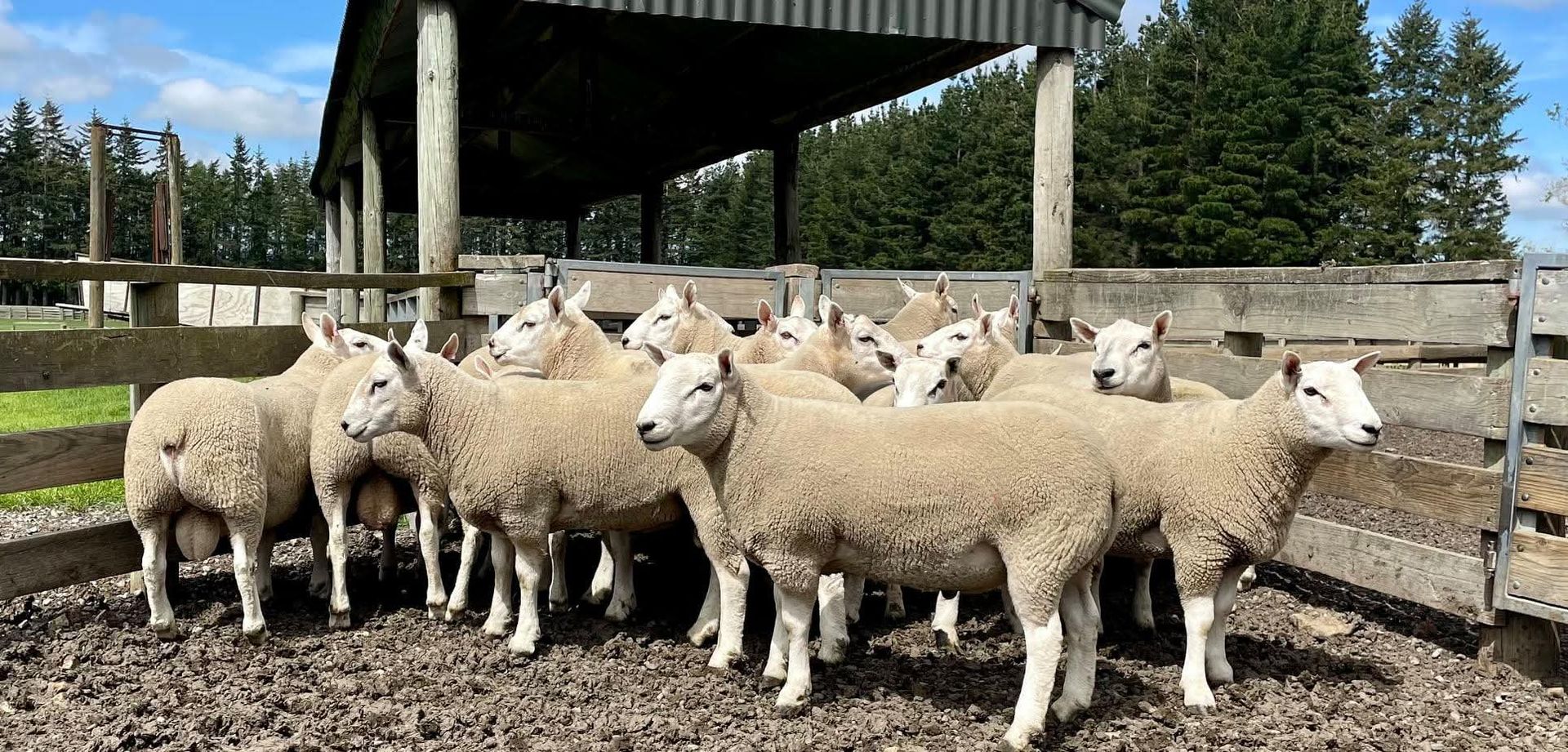 Beltex-Cheviot cross sheep