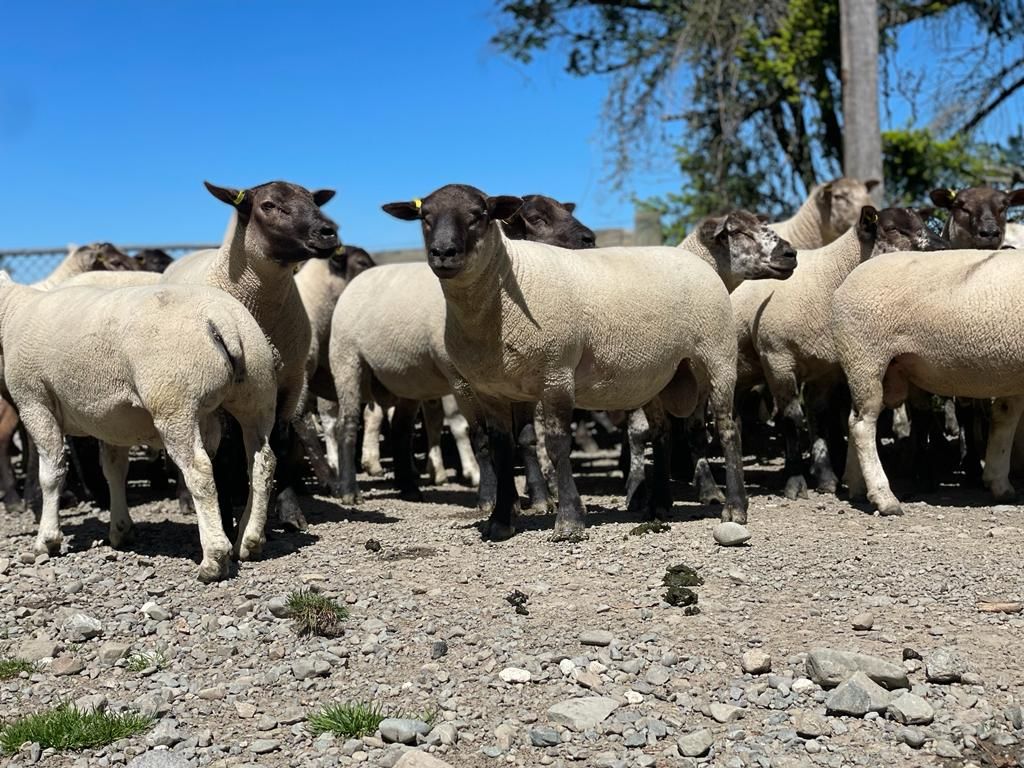 Beltex-Suffolk cross lambs