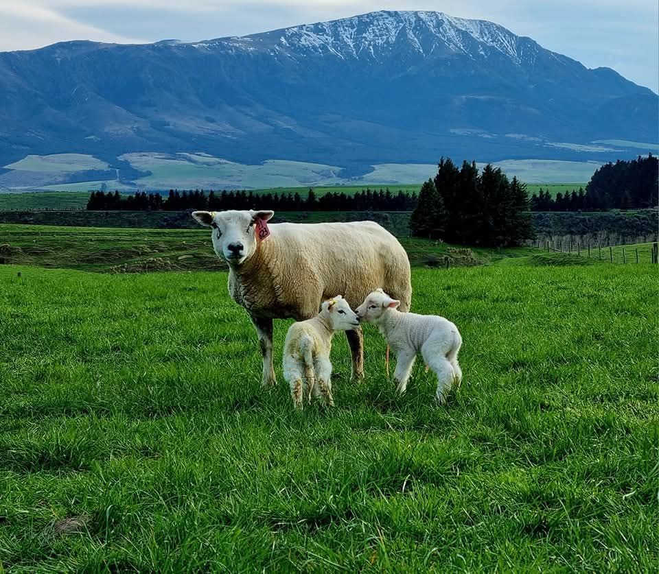 Beltex-Texel cross sheep
