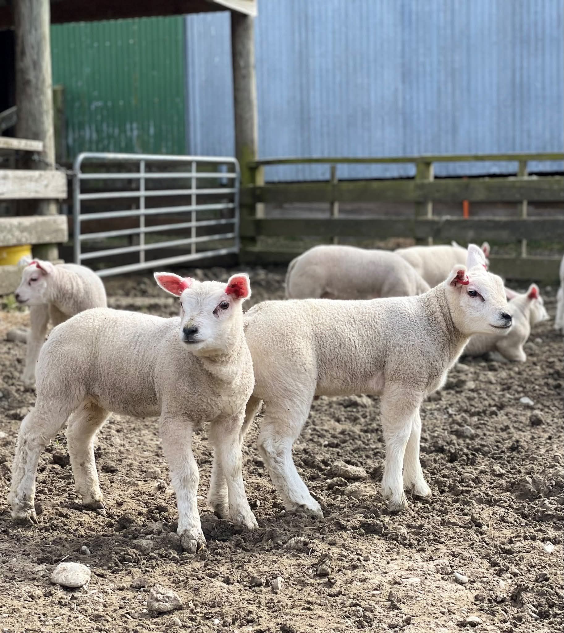 Beltex sheep
