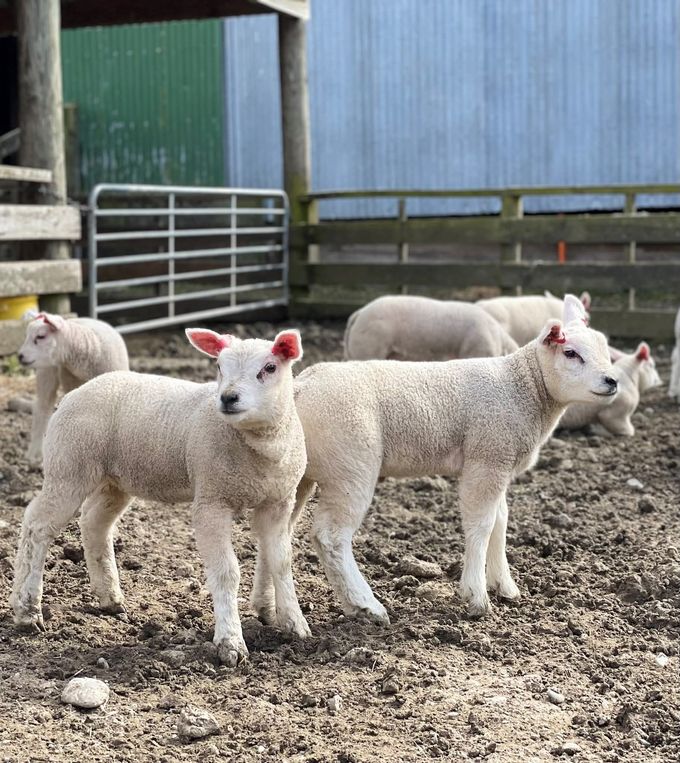 Beltex sheep