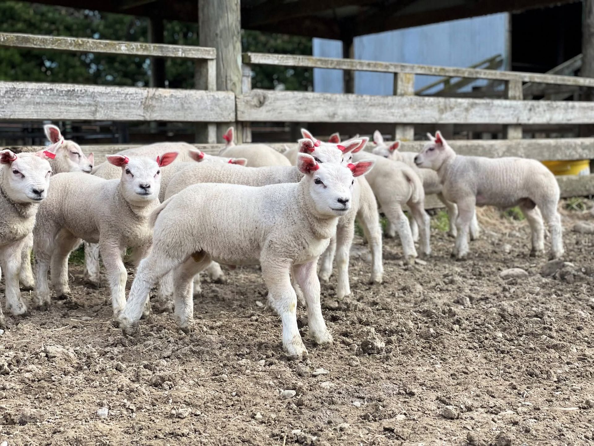 Beltex sheep