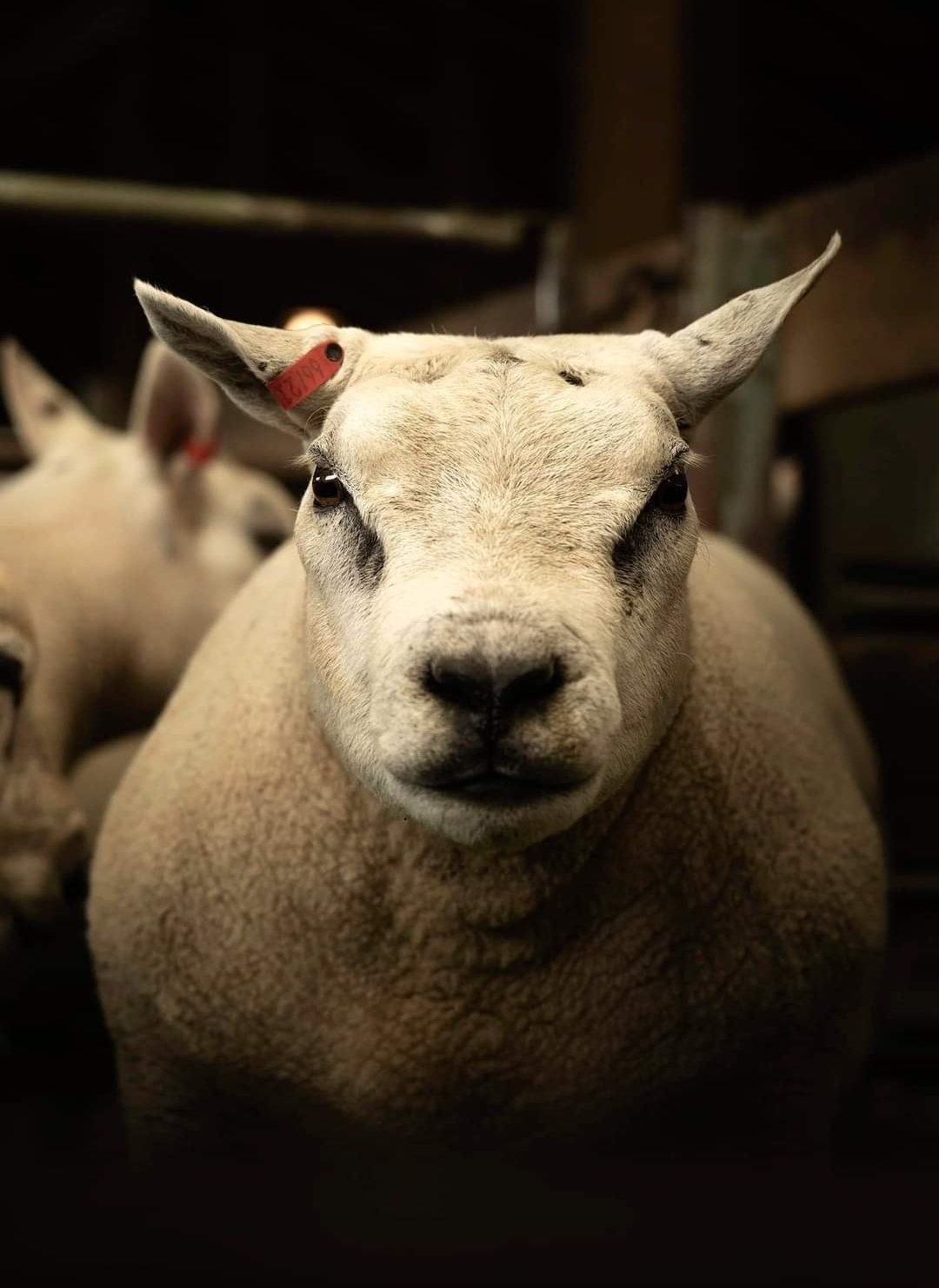Pure Beltex stud ram