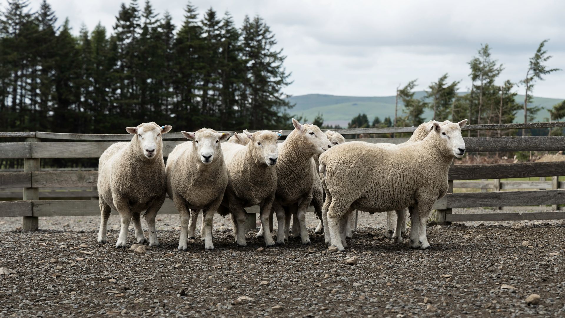 Perendale sheep