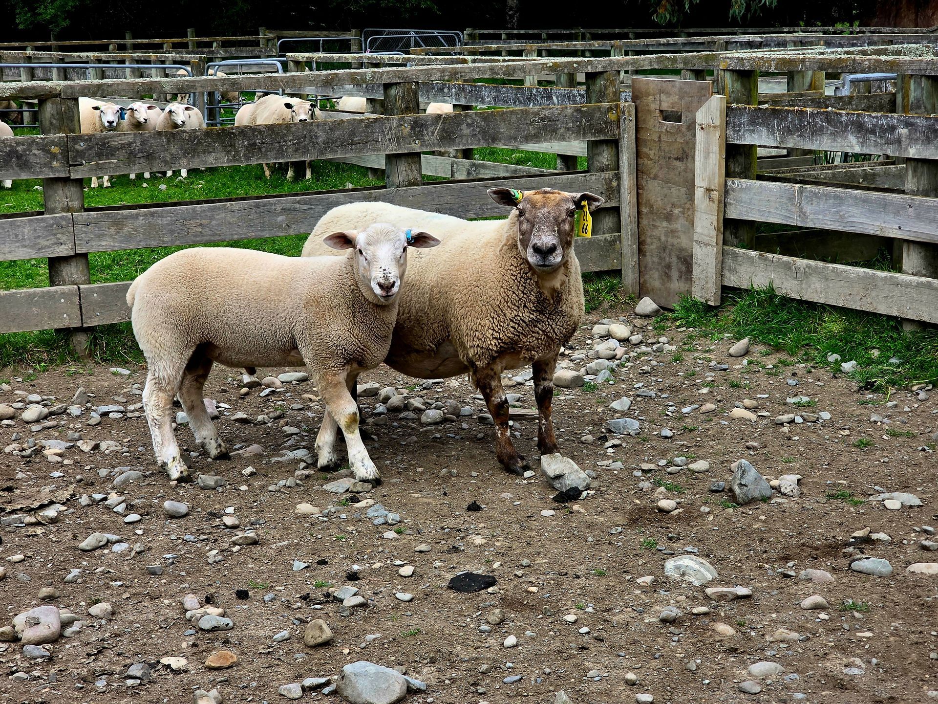 Beltex-Ultra elite stud ram
