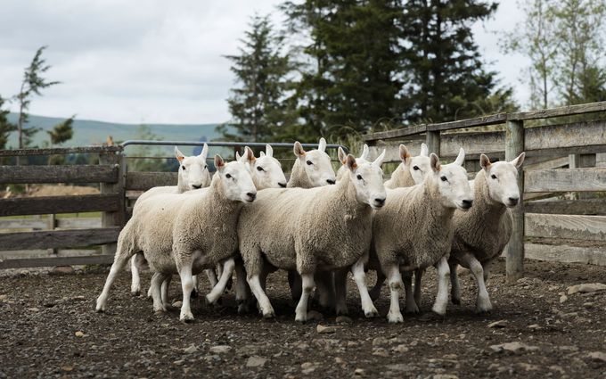 Cheviot sheep