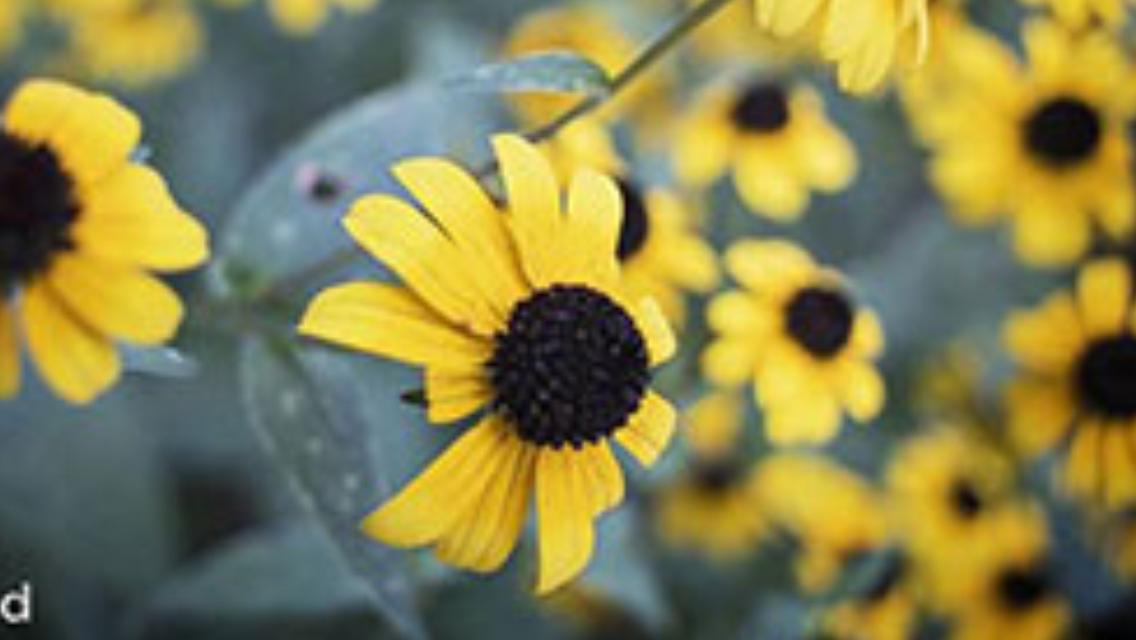 A close up of a yellow flower with a black center