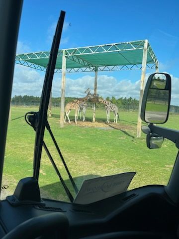 Giraffe-shaped sculpture under a green canopy in a grassy field, seen from inside a vehicle.