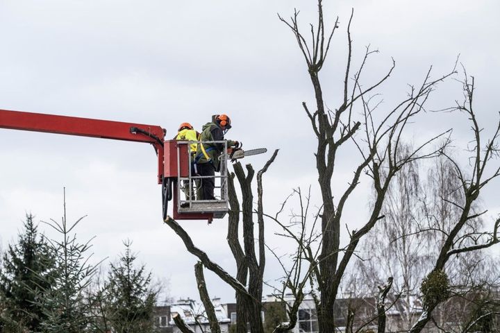 Two men are cutting a tree with a chainsaw on a crane.