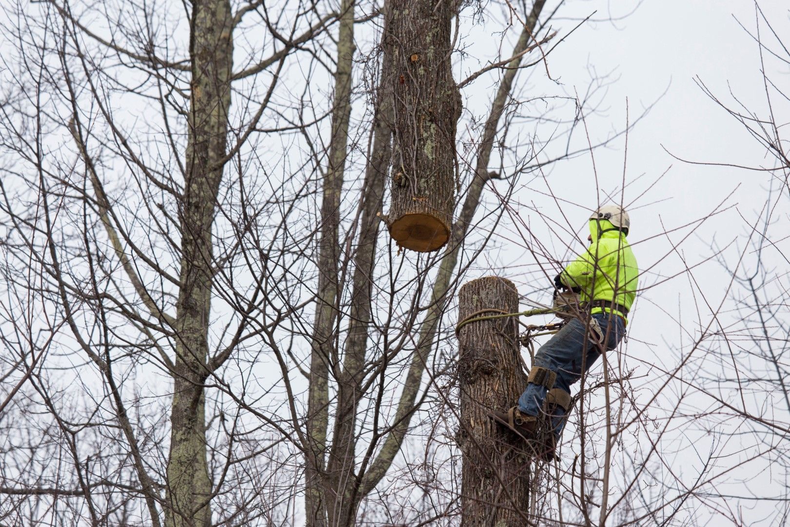 A man is climbing a tree with a chainsaw.