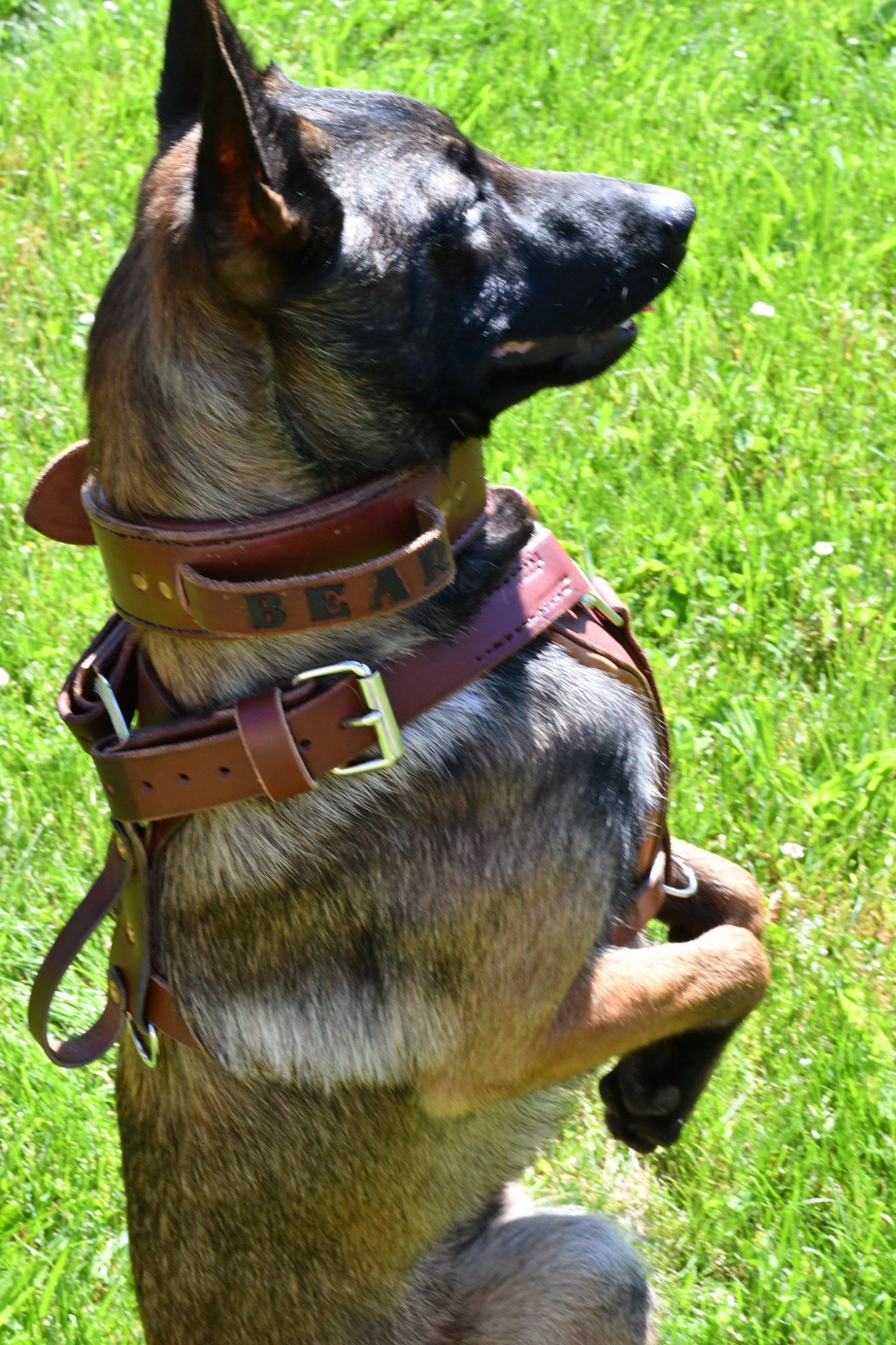 Brown-and-black dog standing upright in grass, wearing a red harness and looking to the left
