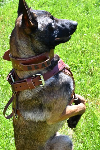 Brown and black dog sitting upright in grass, wearing a red harness and looking left