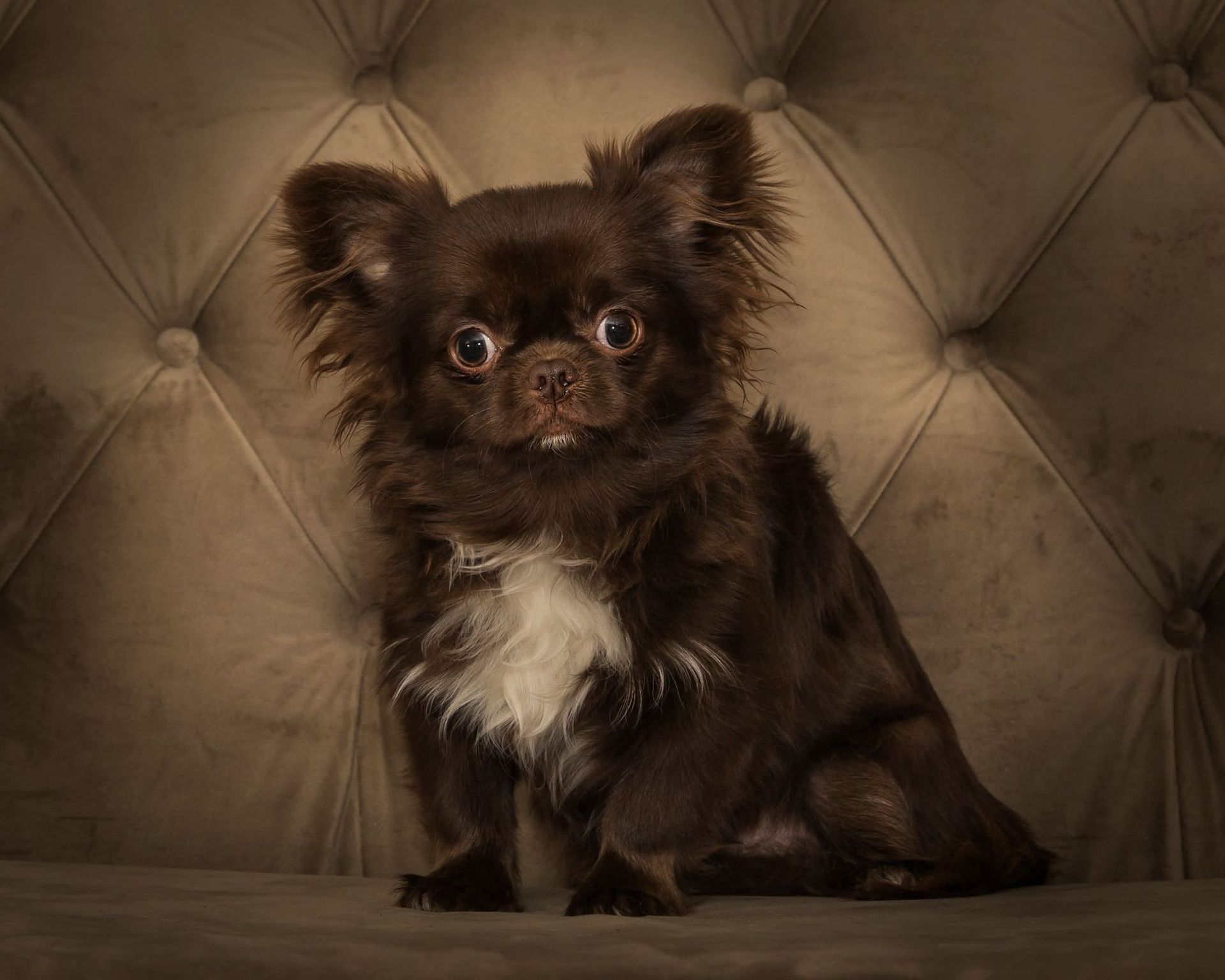 Chihuahua Stud