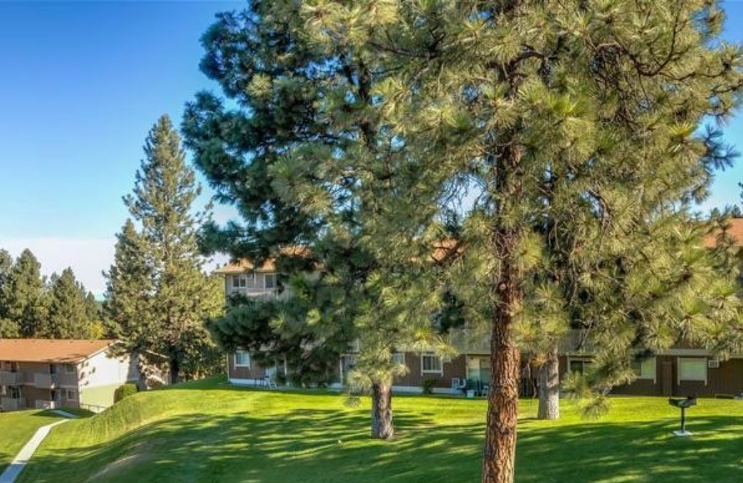 a lush green yard with trees and a house in the background .