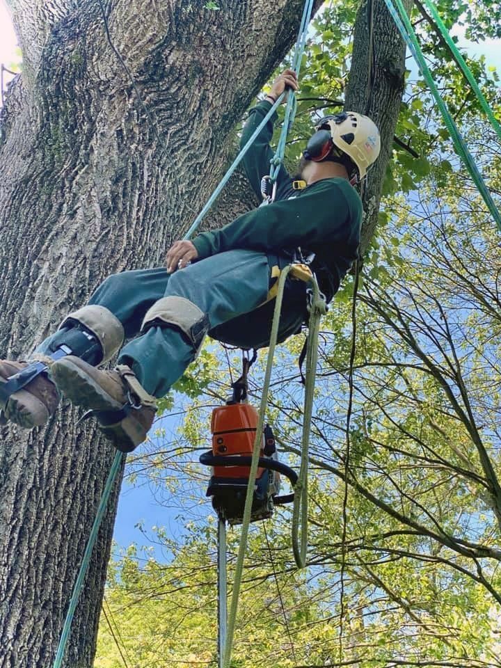 Rope climber in helmet and harness ascending a tall tree among green leaves