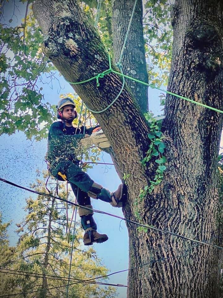 Climber in safety gear ascending a large tree with ropes in a wooded area