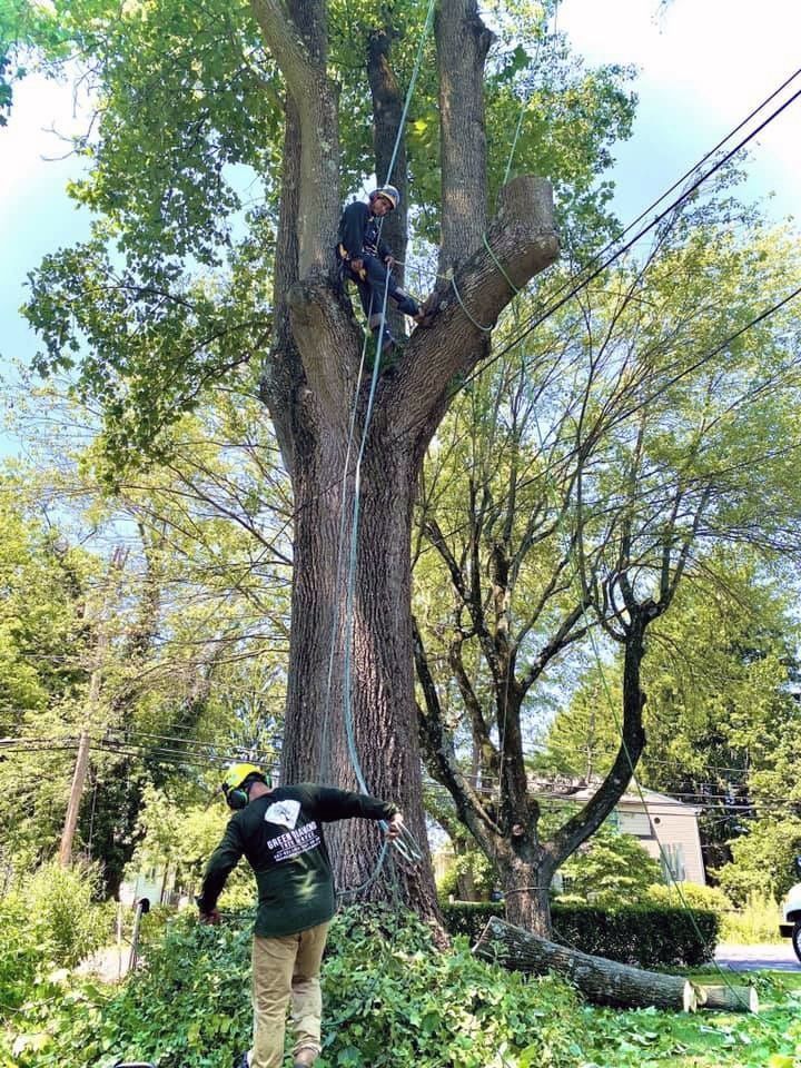 Two tree workers trimming a tall tree in a park, one on the trunk and one on the ground