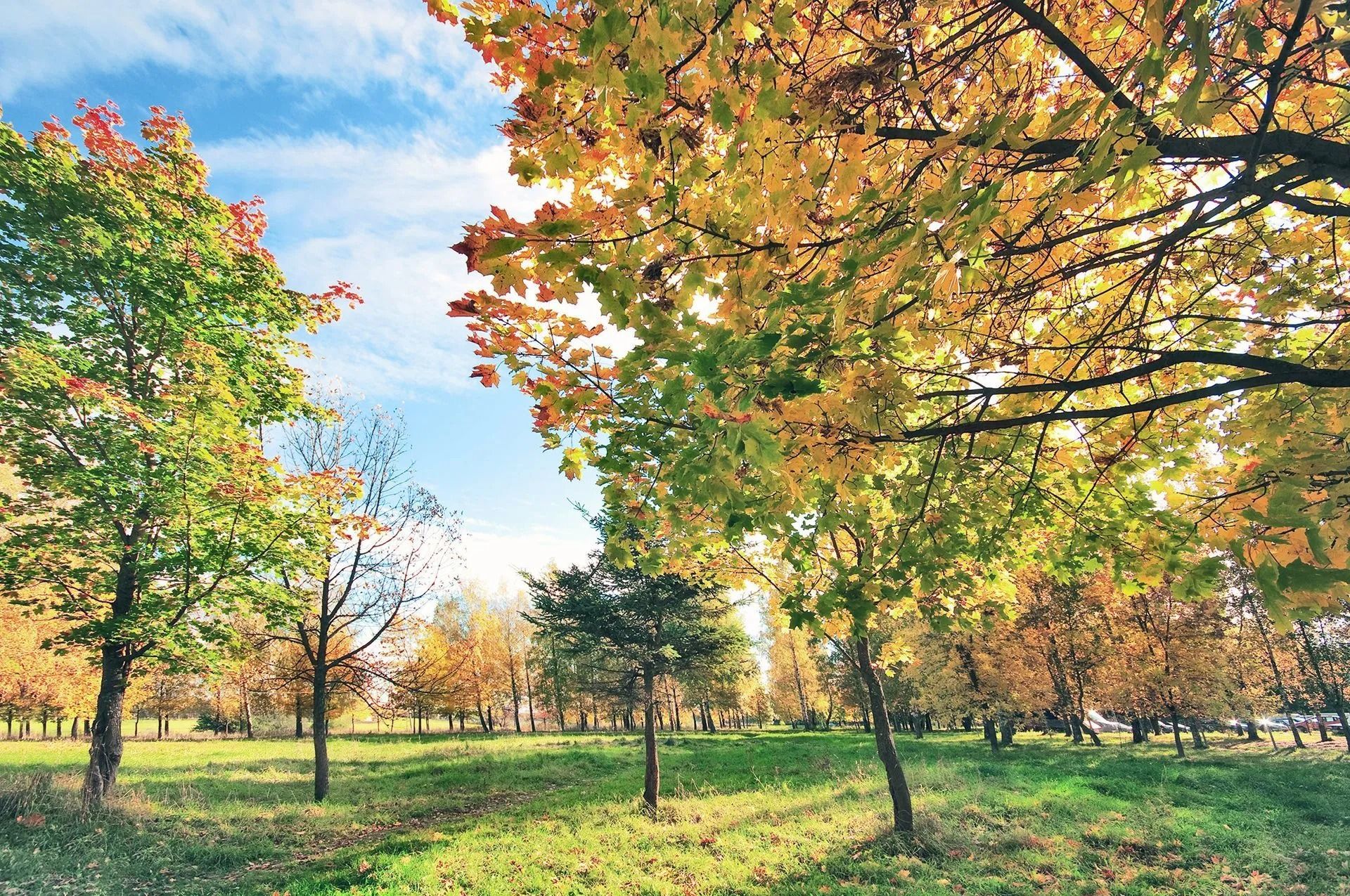Autumn park with colorful trees, green grass, and a bright blue sky