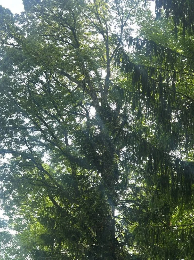 Sunlight filtering through tall green trees in a dense forest canopy