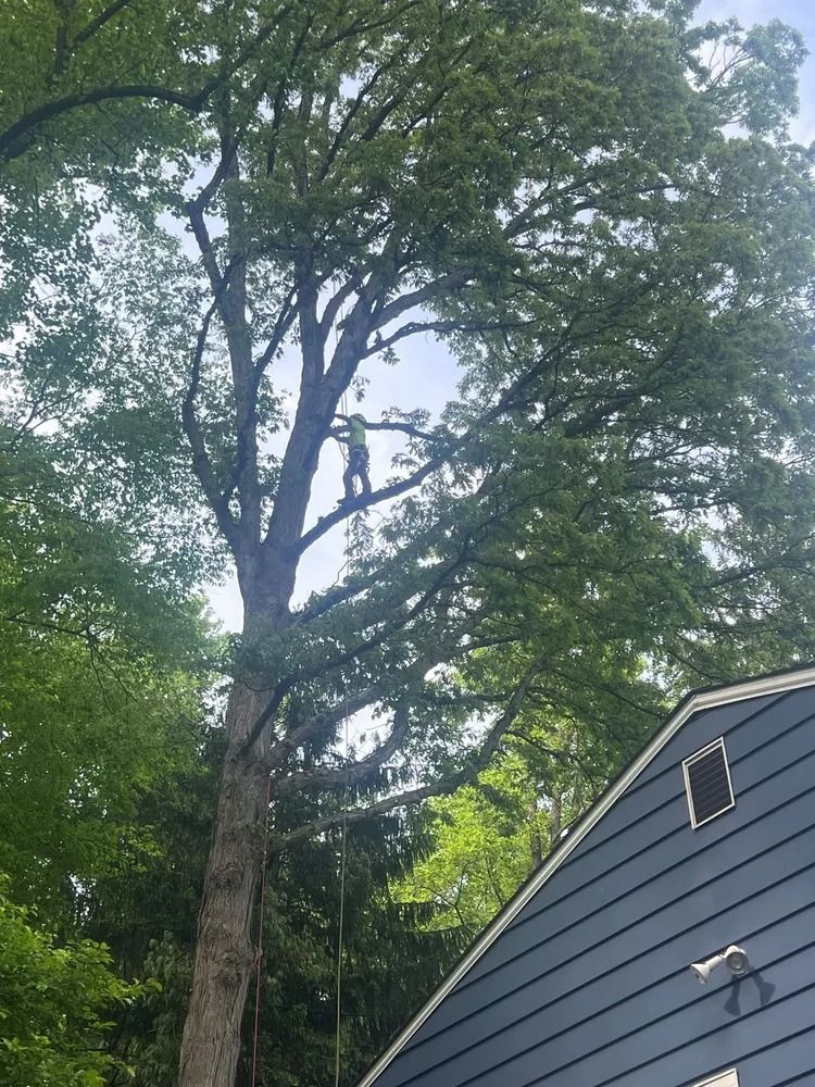 Tall tree beside a gray house roof under a cloudy sky