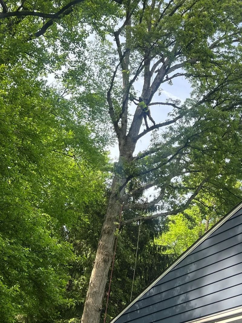 Tall tree canopy beside a gray-sided house under a bright sky