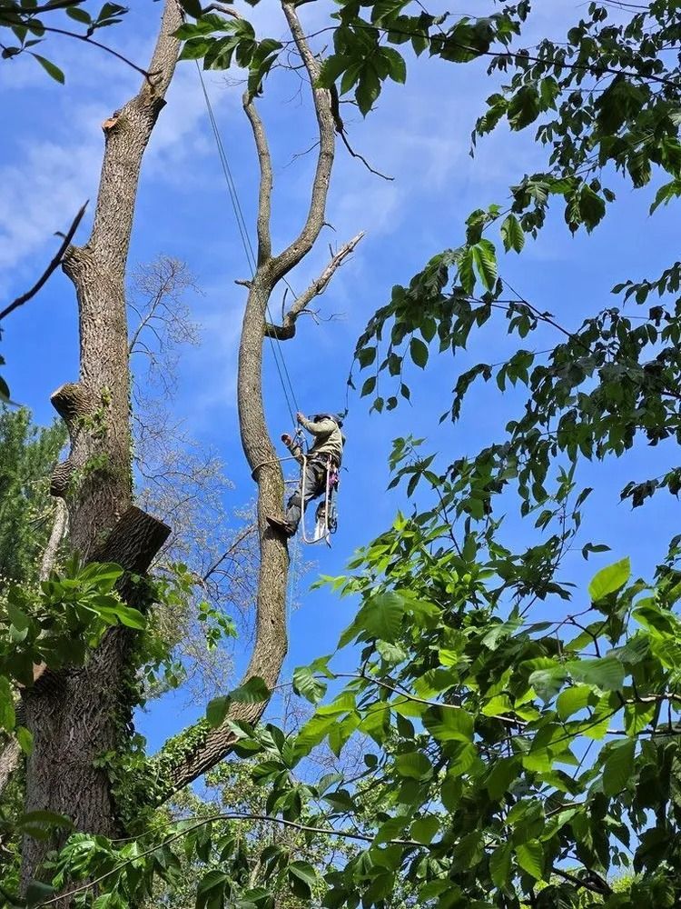 Person climbing a tall tree amid green foliage under a blue sky