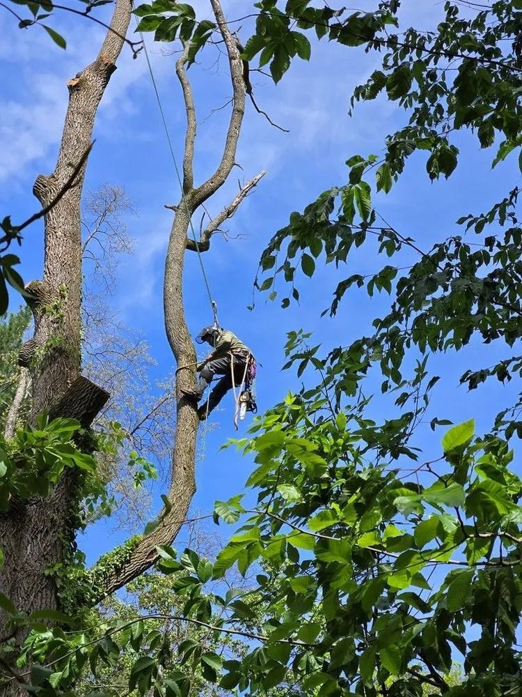 Person climbing a tall tree among green leaves under a blue sky