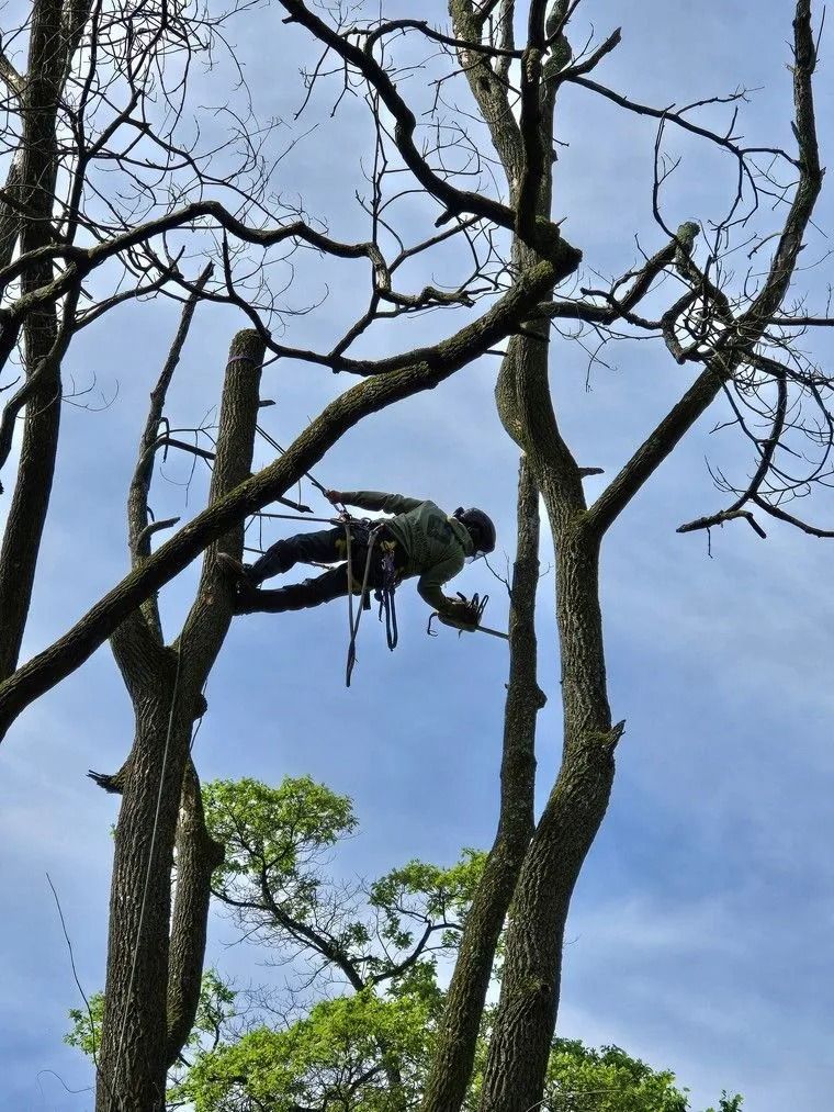 Tree climber perched high in leafless branches against a blue sky