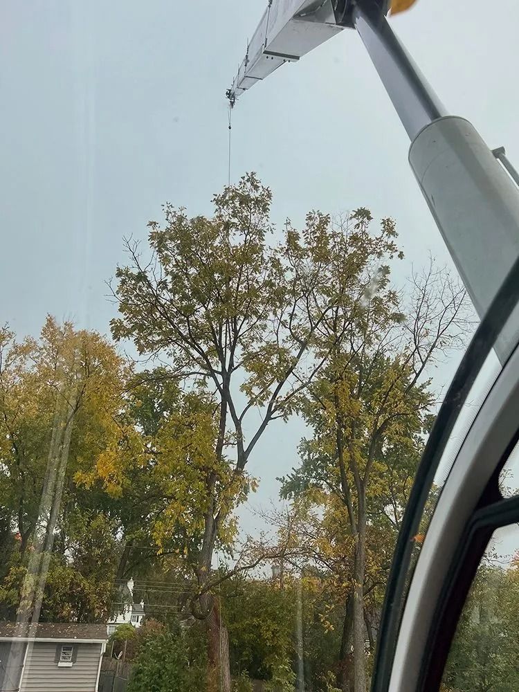 View from a vehicle window of tall autumn trees and a small building under a gray sky, with a crane arm overhead