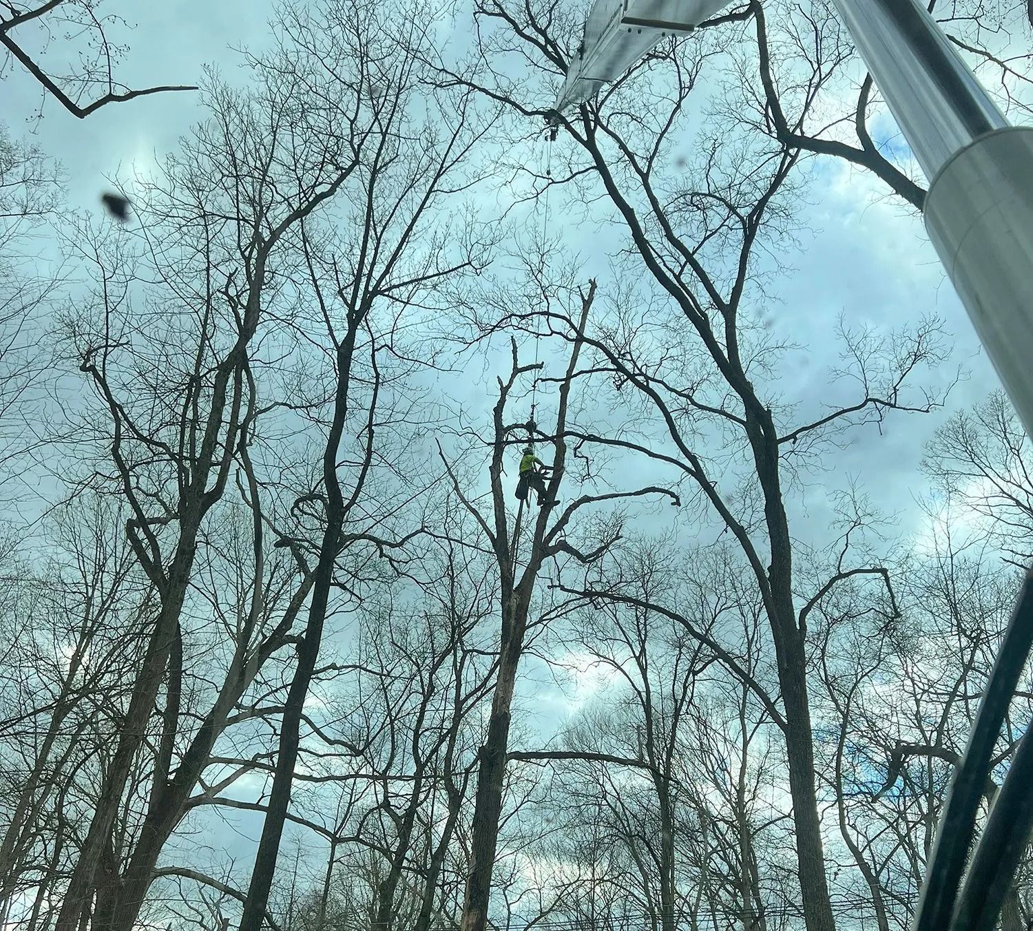 Bare trees reaching into a pale blue winter sky, viewed upward from below.