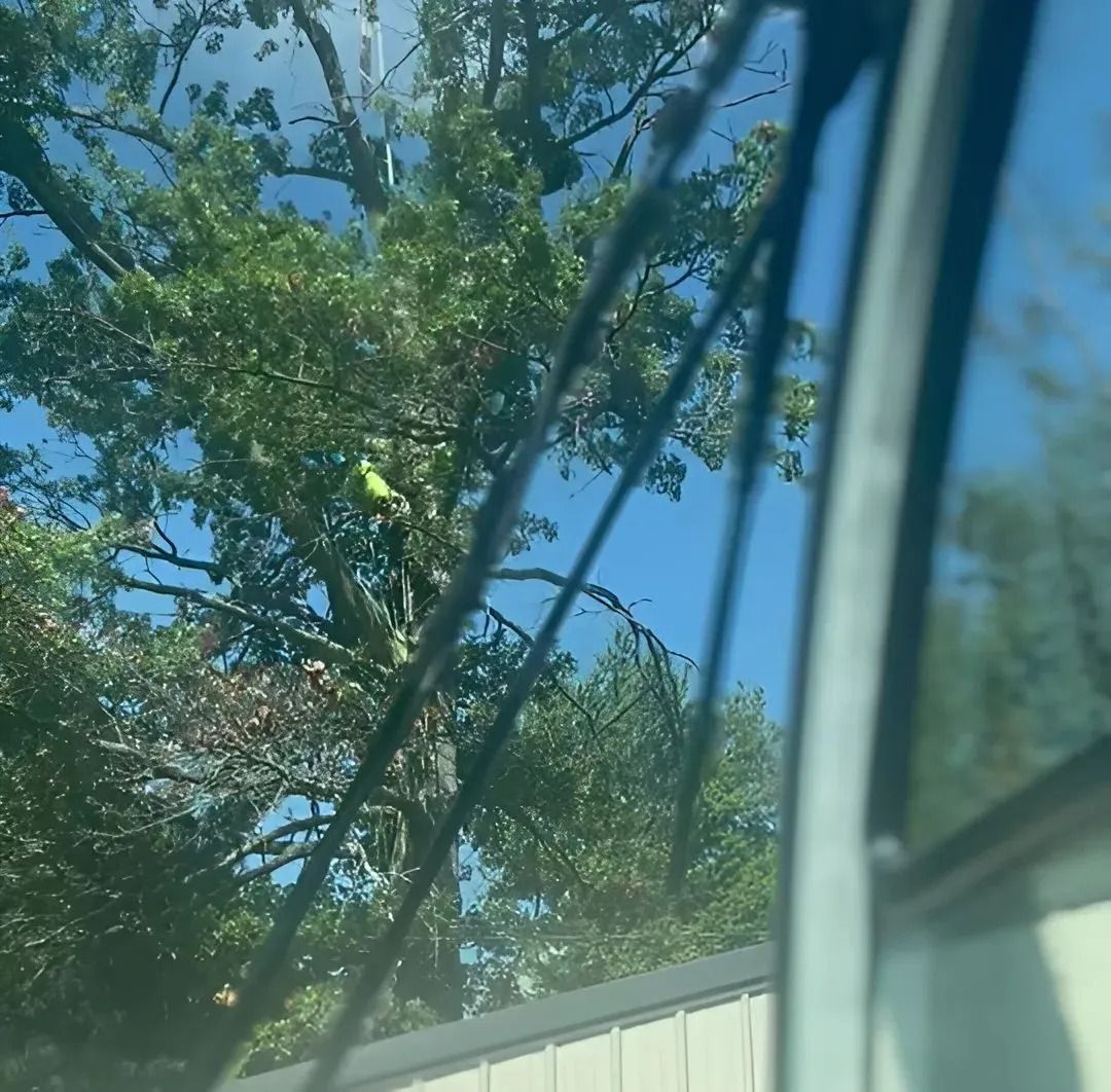 Tree branches and blue sky seen through a car window above a white fence