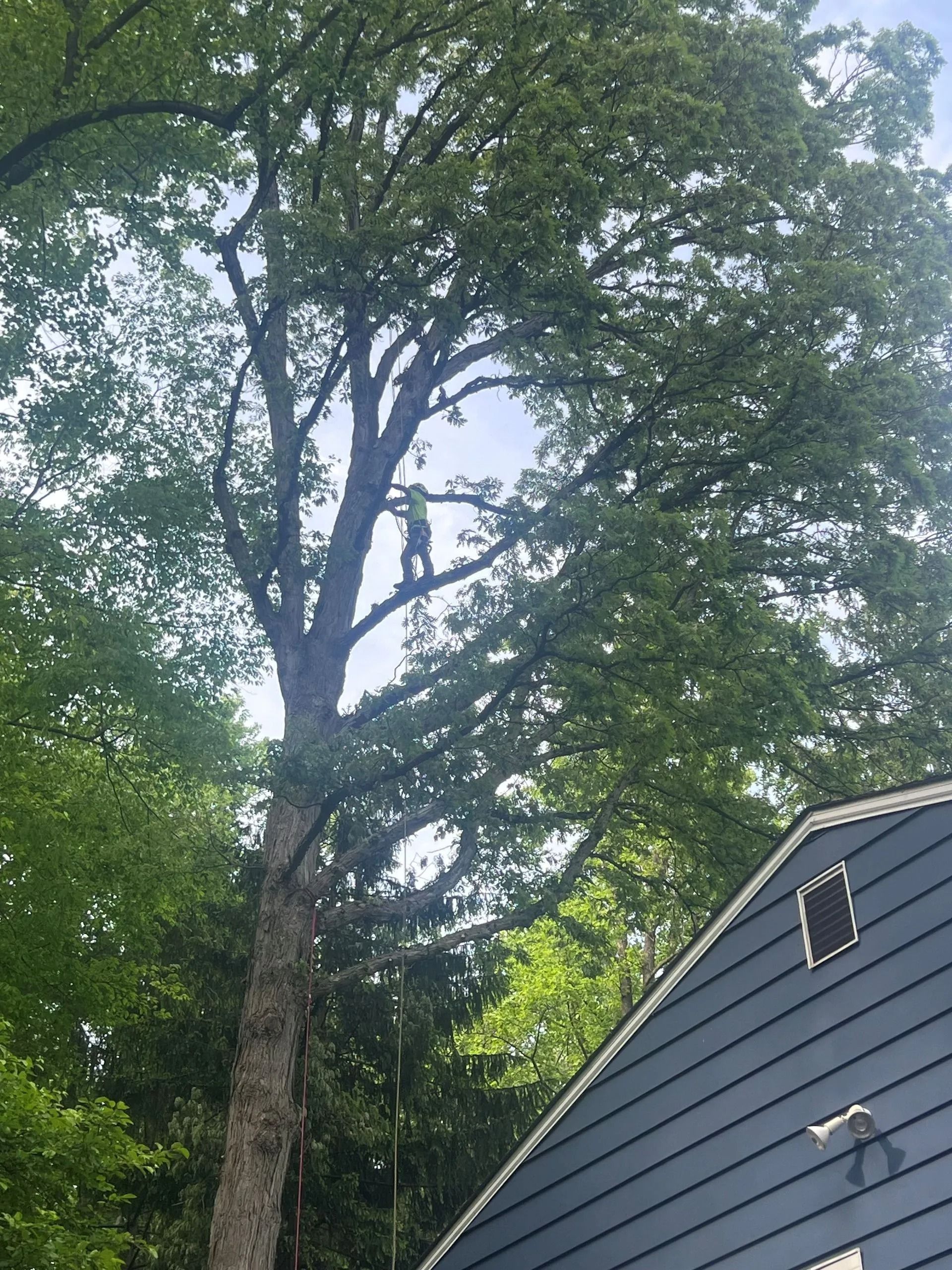 Large tree beside a gray house roof, with sunlight filtering through dense green leaves.
