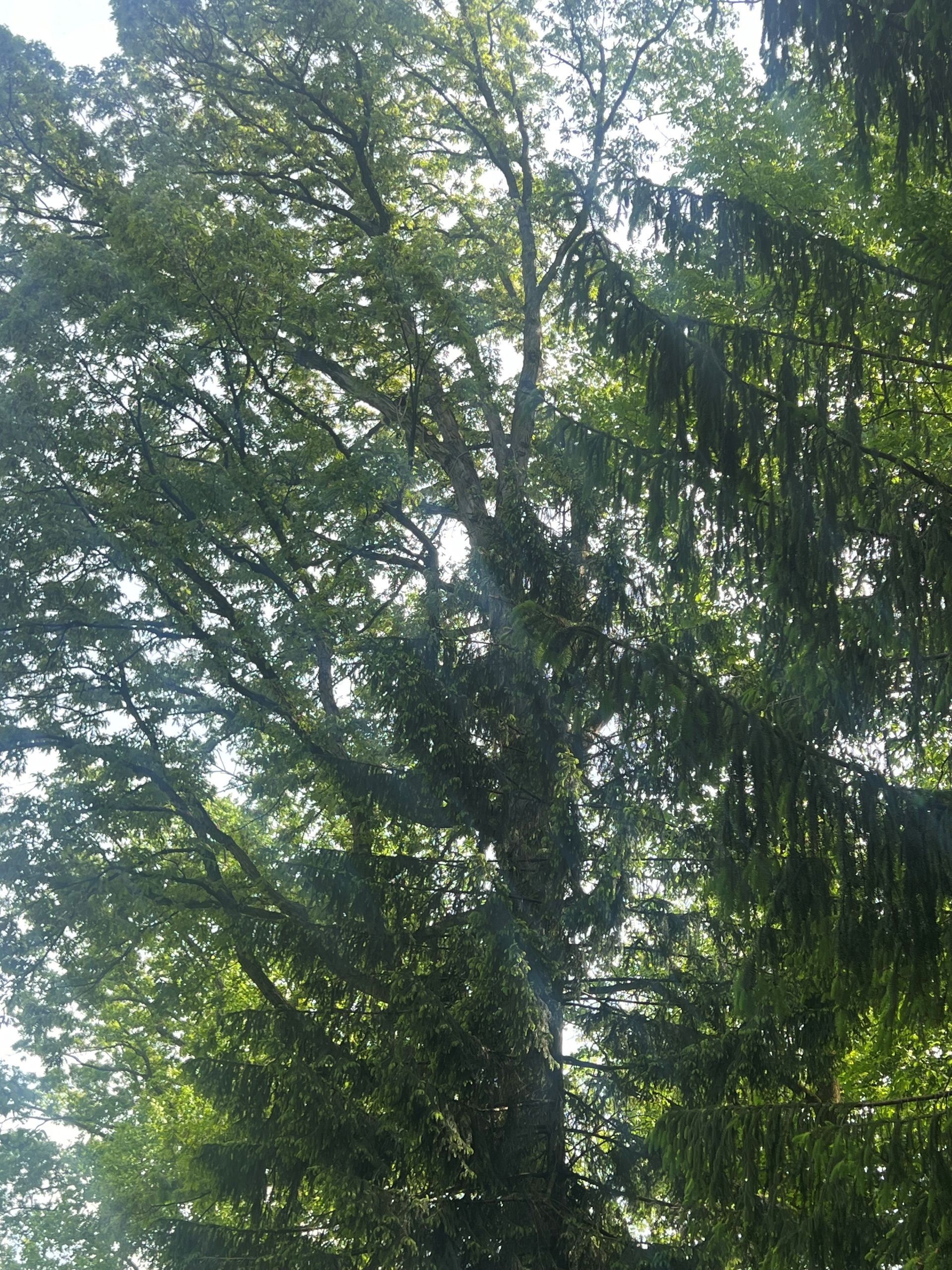 Sunlight filtering through dense green tree branches and leaves in a wooded area