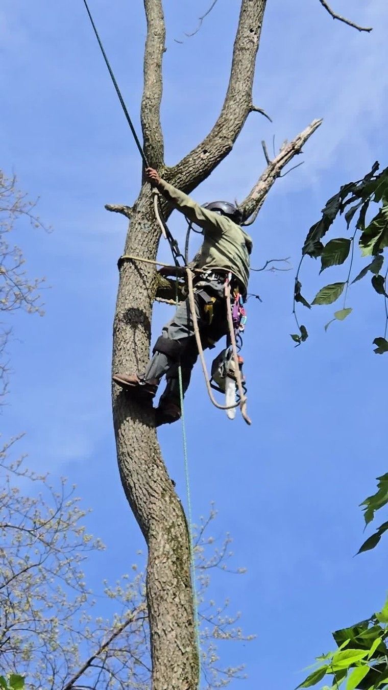 Person working in a tall tree against a blue sky, wearing climbing gear and using ropes