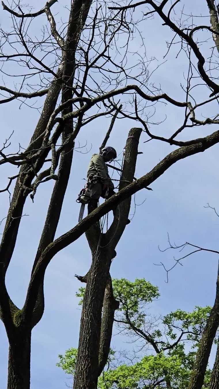 Person standing on a bare tree branch against a blue sky