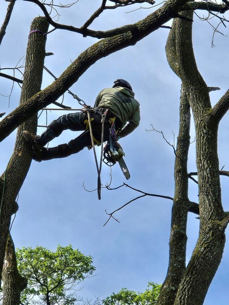 Person in a harness climbing a tree against a blue sky
