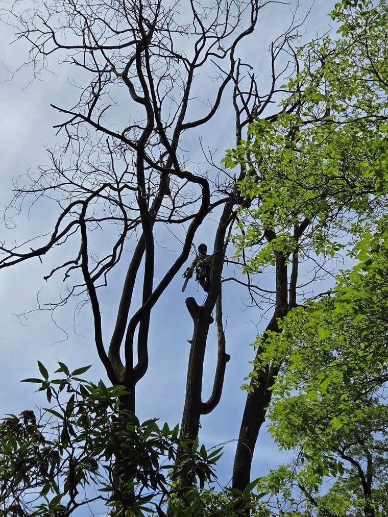Two monkeys clinging to bare tree branches against a blue sky, with green foliage on the right