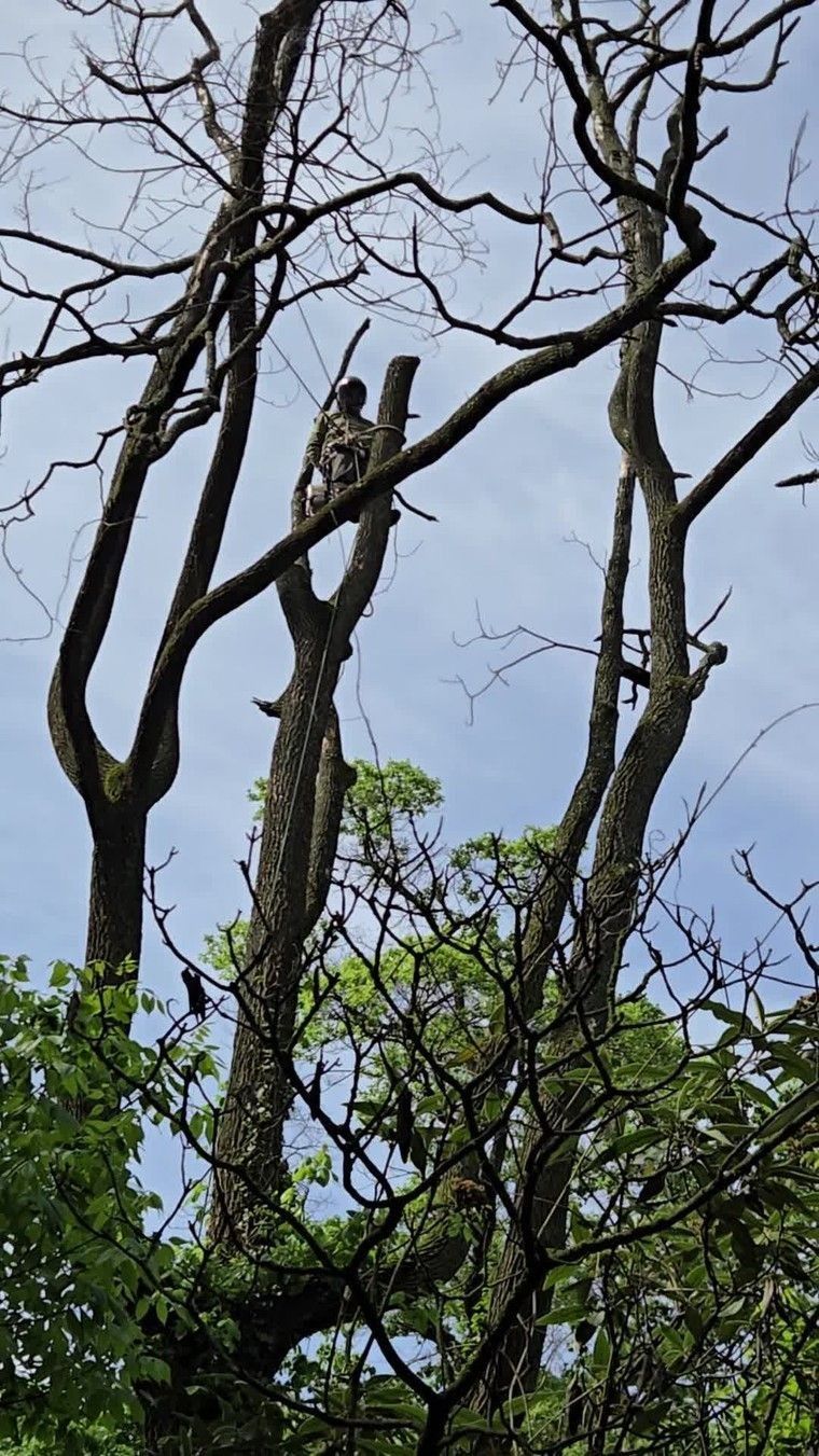 Bare tree branches against a blue sky, with green foliage below and a small bird perched near the top.