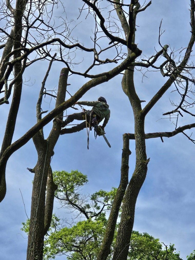 Arborist suspended in a harness among tall tree branches against a blue sky