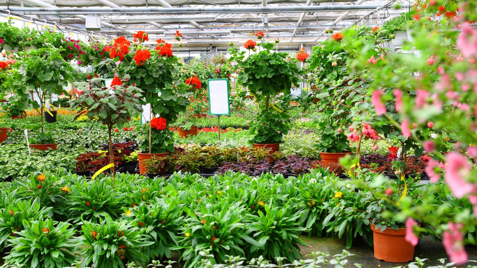 Bright greenhouse filled with lush green and pink flowering plants under rows of lights