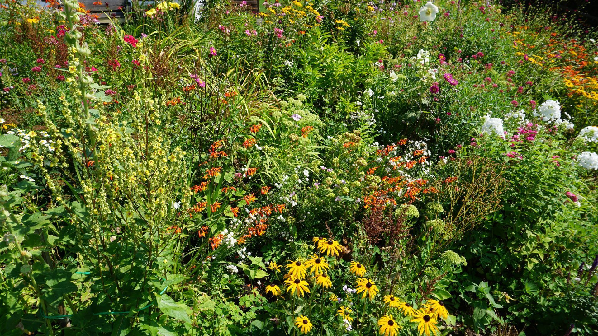 Colorful wildflower meadow with dense green foliage and yellow, pink, orange, and white blooms