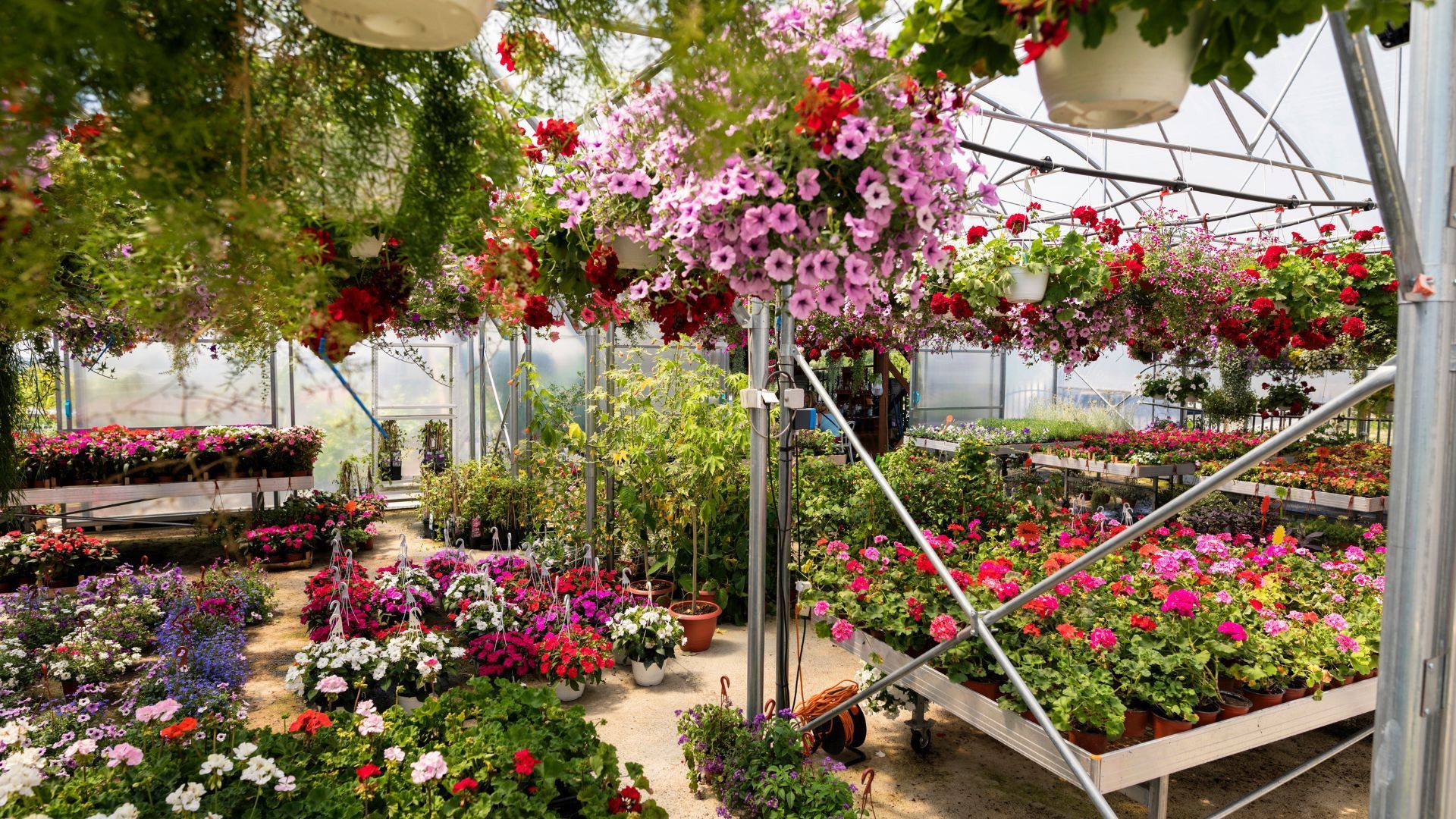 Colorful flower greenhouse with hanging pink blooms and rows of potted plants