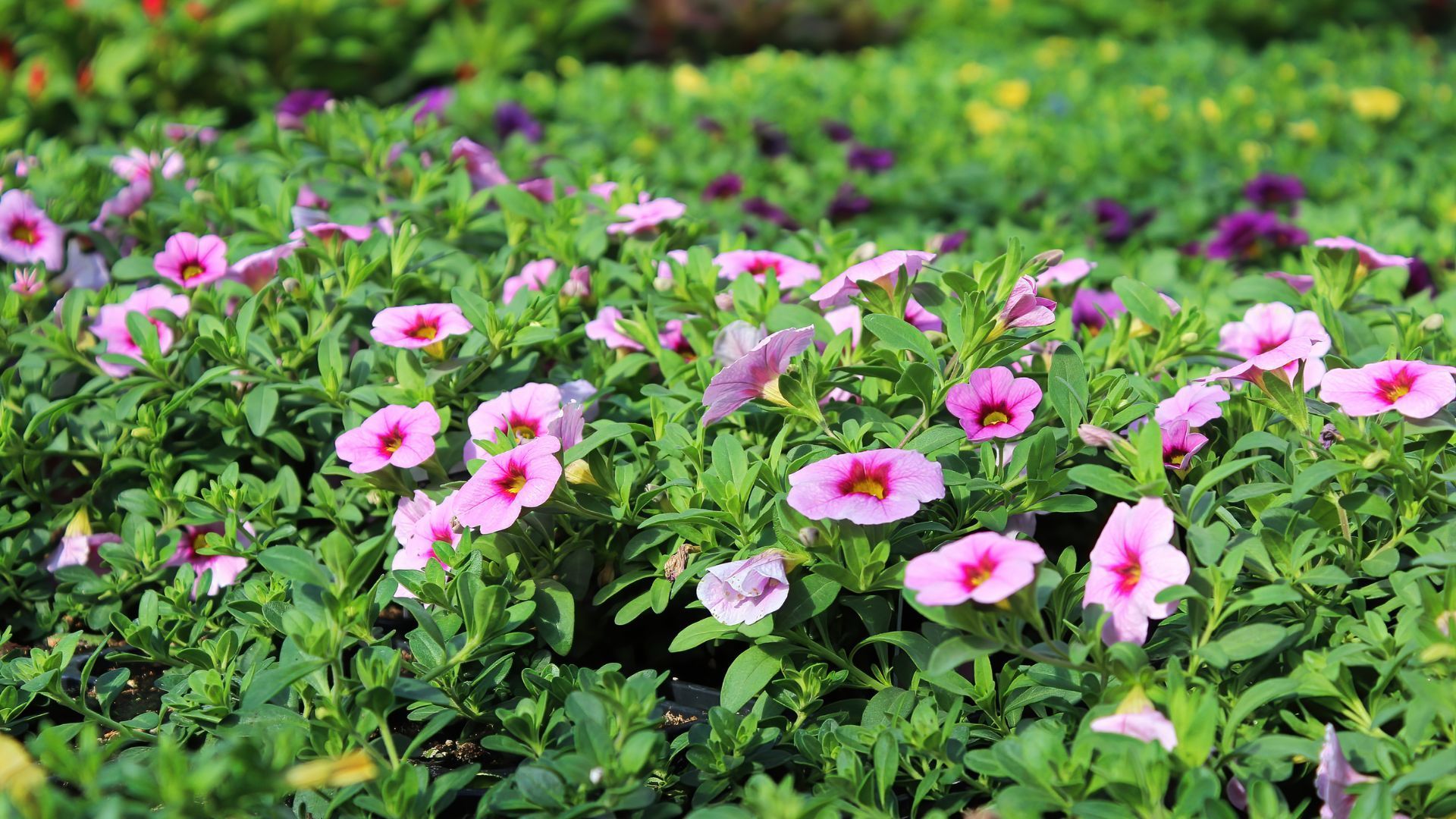 Pink and white flowers blooming in a green garden bed
