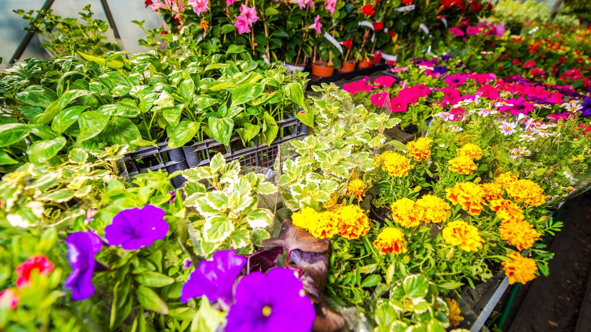 Colorful flowers in a garden bed, including purple, yellow, pink, and white blooms with green foliage.