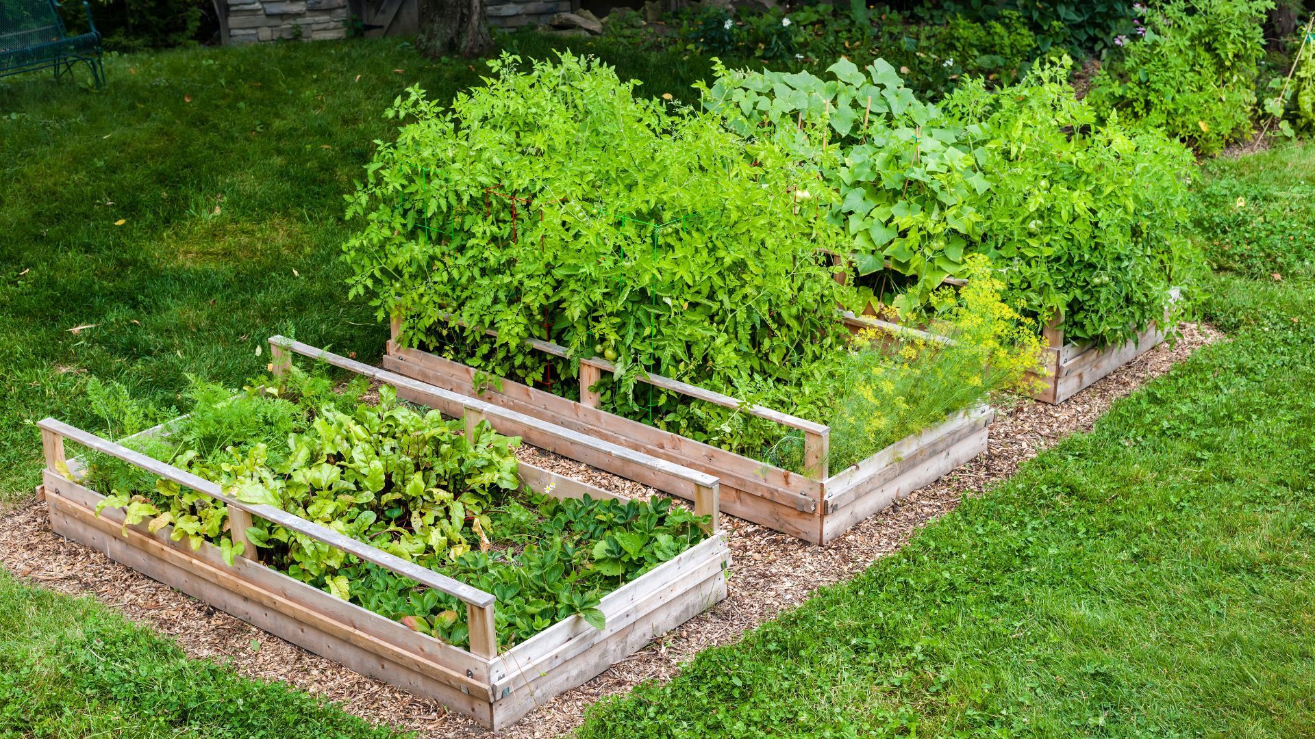 Raised wooden garden beds with green plants in a grassy backyard