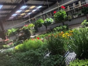 Indoor greenhouse with rows of lush green plants and flowers under a metal roof